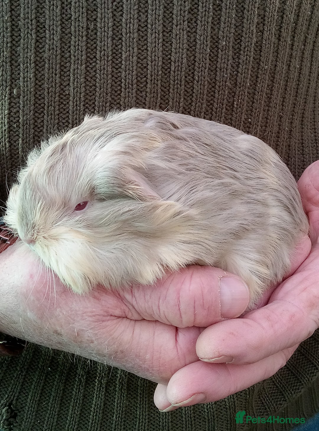 Guinea Pig rodents for sale: Baby long coated Guinea pigs - Advert 6