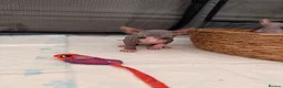Sphynx cats for sale: Beautiful Sphynx kittens 🩵🩷 🐾  - Advert 17