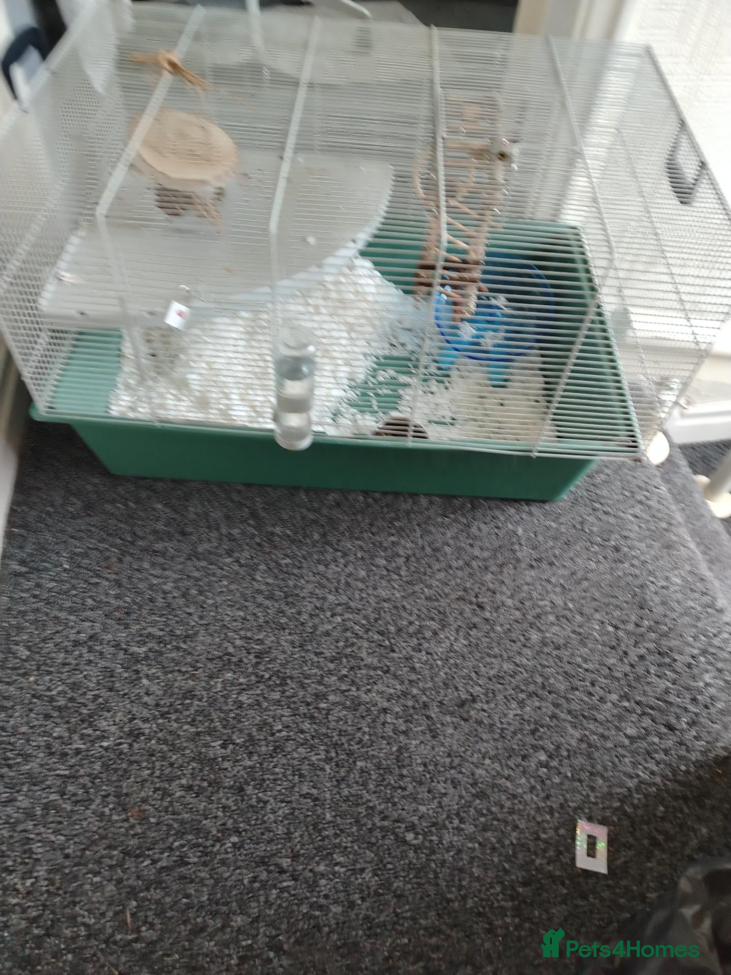 Hamster rodents Syrian hamster - Advert 2
