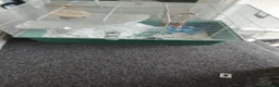 Hamster rodents for sale: Syrian hamster in Liverpool - Advert 1