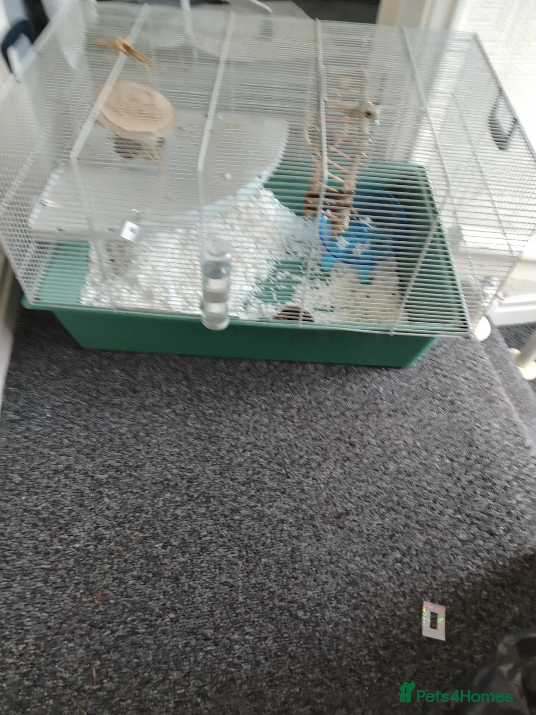 Hamster rodents for sale: Syrian hamster in Liverpool - Advert 1