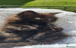 York Chocolate cats for sale: Luxurious Kittens - Image 1