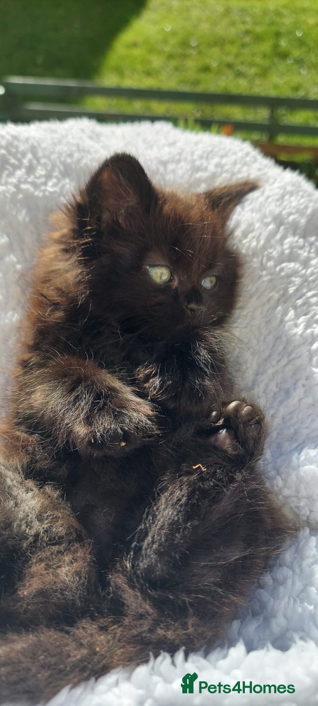 York Chocolate cats for sale: Luxurious Kittens - Image 1