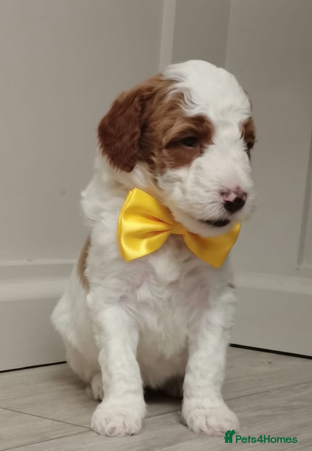 Double Doodle dogs for sale: Parti Double Doodles🐾  - Advert 24