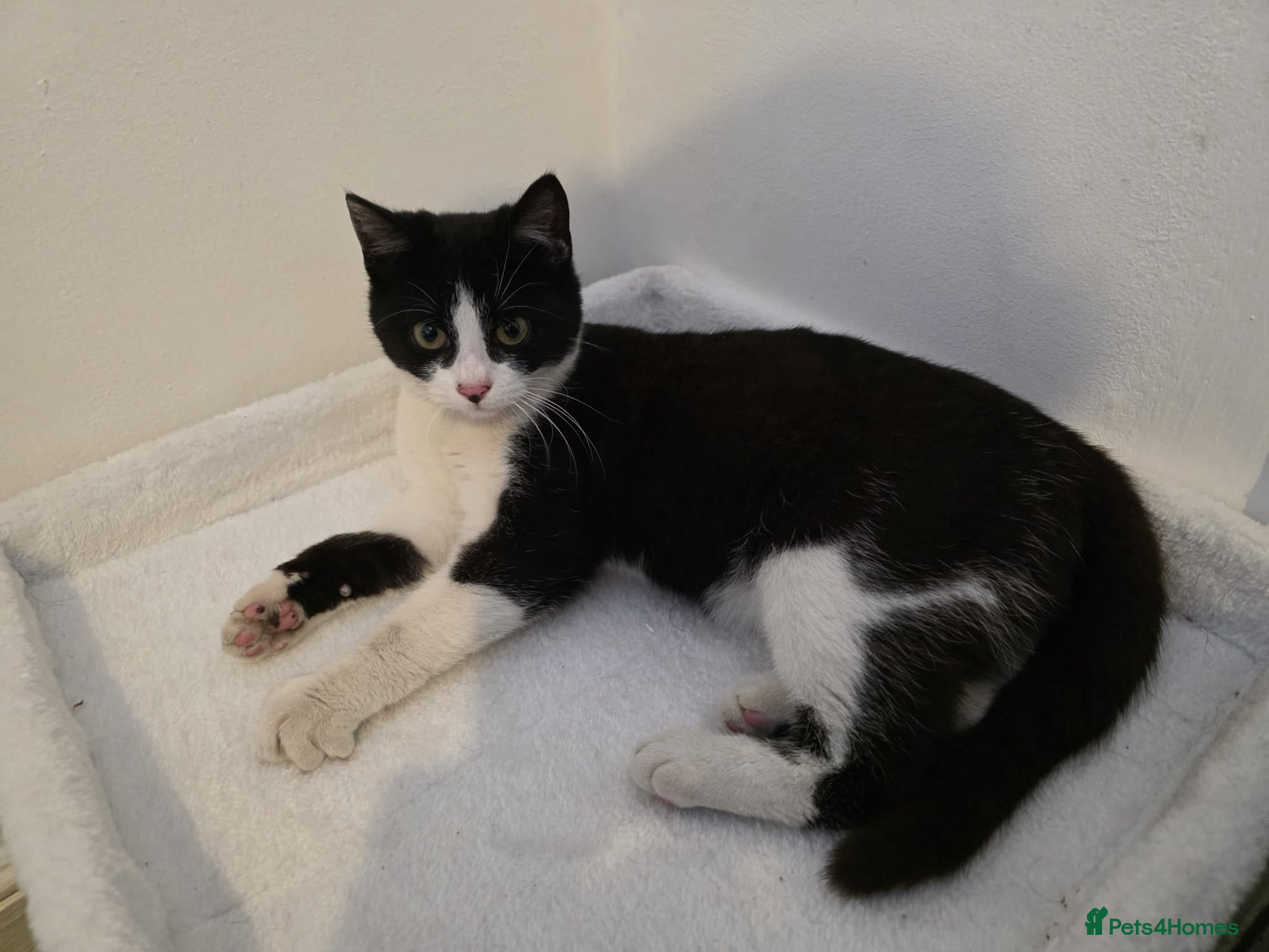 British Shorthair cats 3 Months Old Kitten Ready To Go Home - Advert 1