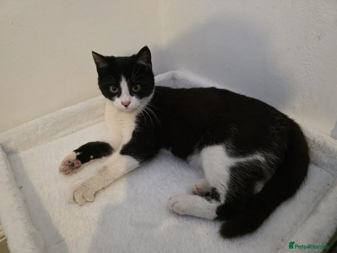 British Shorthair cats for sale: 3 Months Old Kitten Ready To Go Home in Birmingham - Advert 1