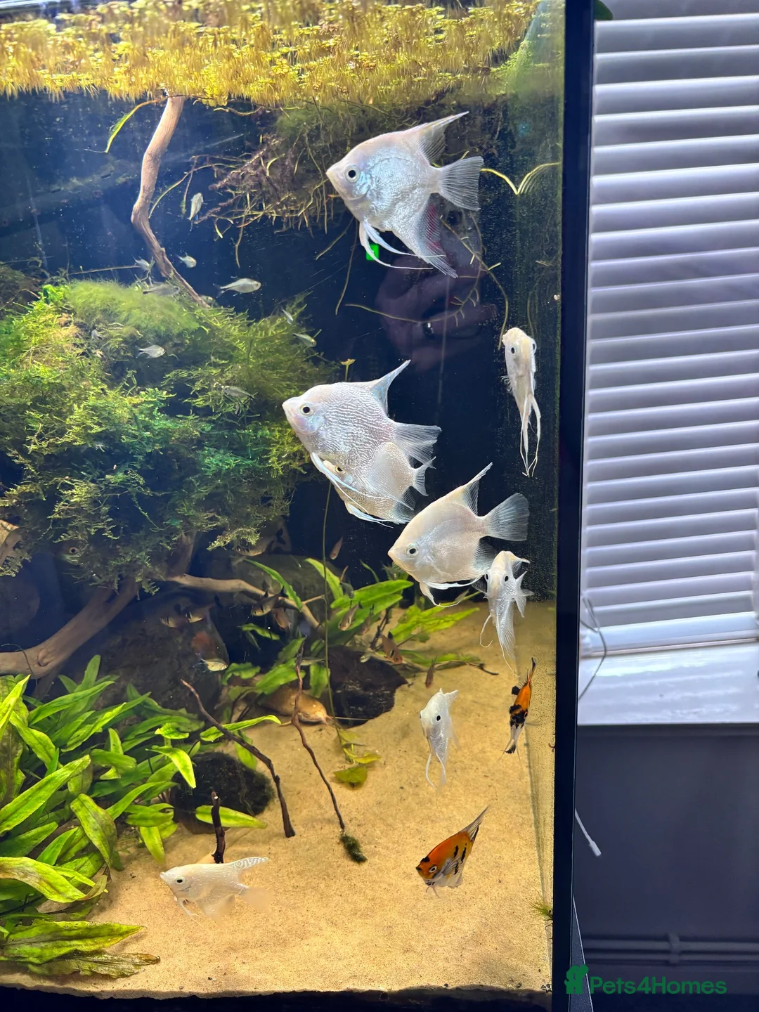 Angelfish fish for sale: Aquarium full set  - Advert 15