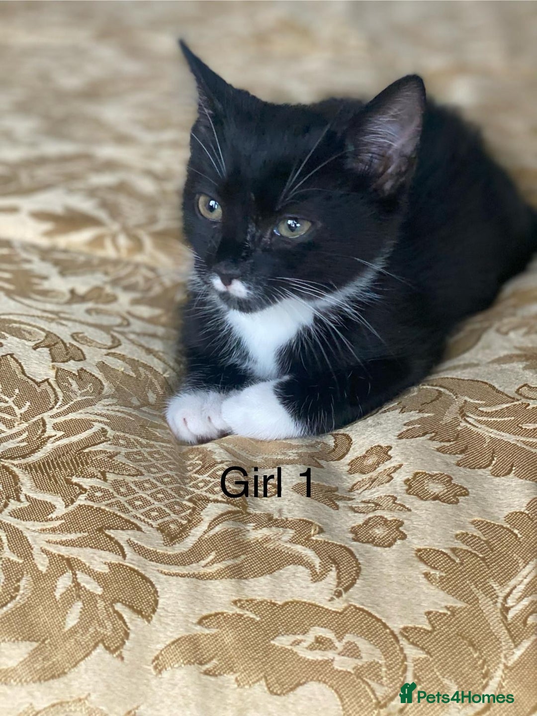 Domestic Shorthair cats for sale: 4 Playful Tuxedo Shorthair Black and White Kittens - Image 5