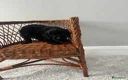 Cockapoo dogs for sale: Cockapoos ready from 10th of November  - Image 14