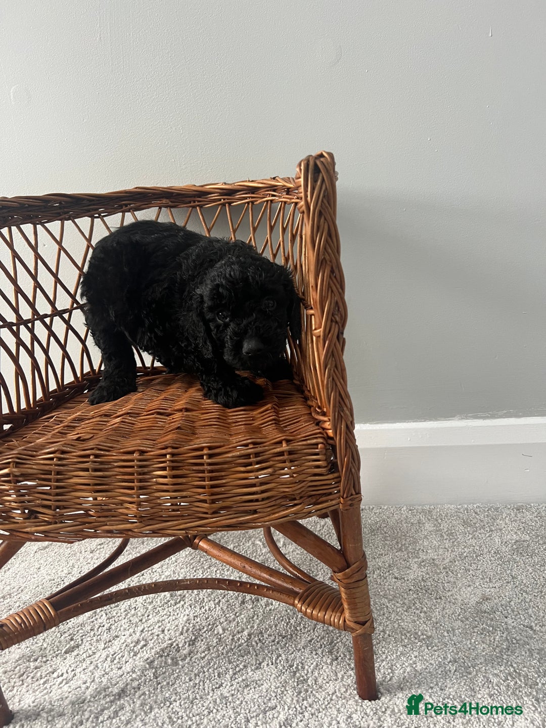 Cockapoo dogs for sale: Cockapoos ready from 10th of November  - Image 14