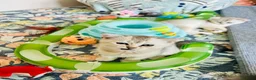 Scottish Fold cats for sale: BEAUTIFUL KITTENS LOOKING FOR THEIR FOREVER HOMES! - Advert 33