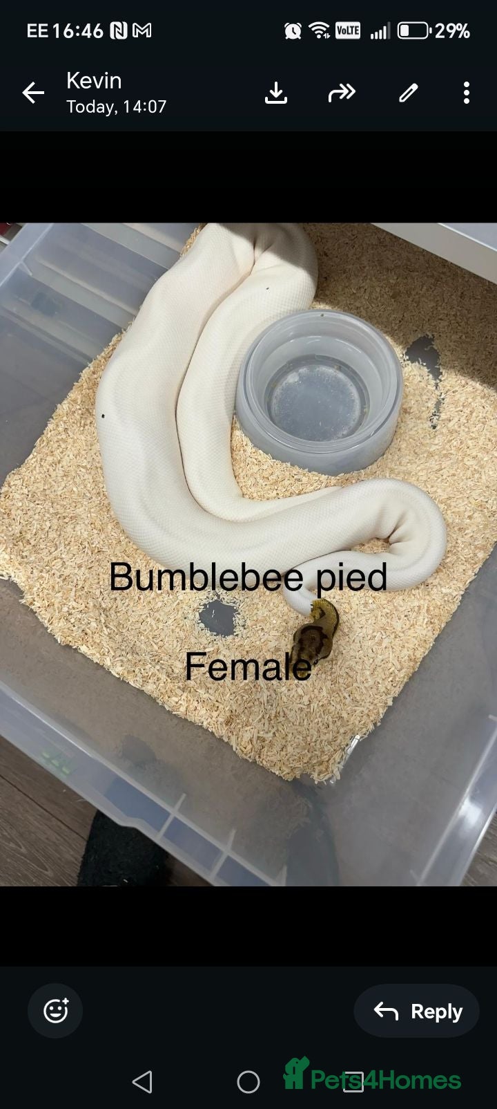 Python Snake reptiles Ball python - Advert 4