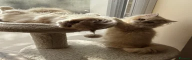 Persian 4