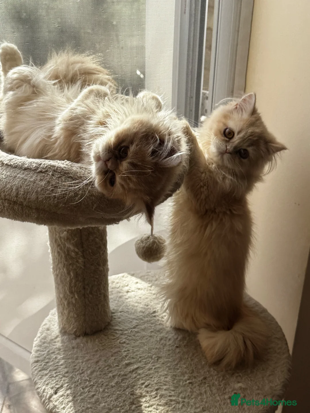 Persian cats for sale: Vaccinated 4 Beautiful Persian Chinchilla Kittens  - Advert 31