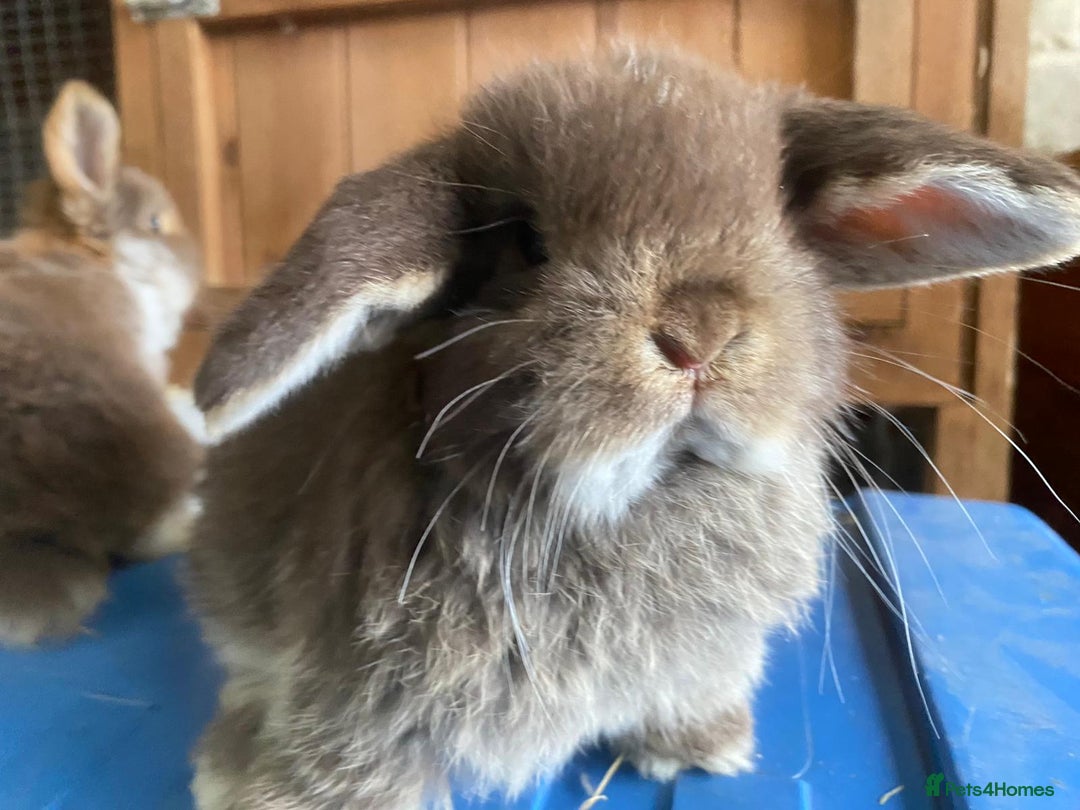 Mini Lop rabbits for sale: Stunning pure mini lop baby rabbits  - Image 27