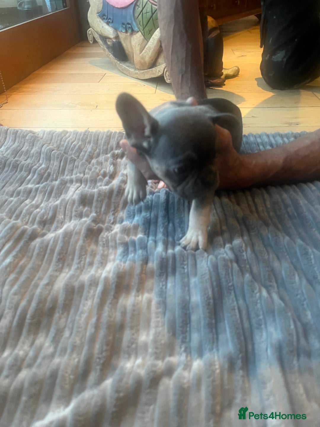French Bulldog dogs for sale: French bull dog puppies  - Image 9