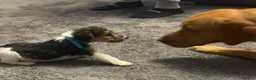 Fox Terrier dogs for sale: Wire haired fox terrier - Advert 3