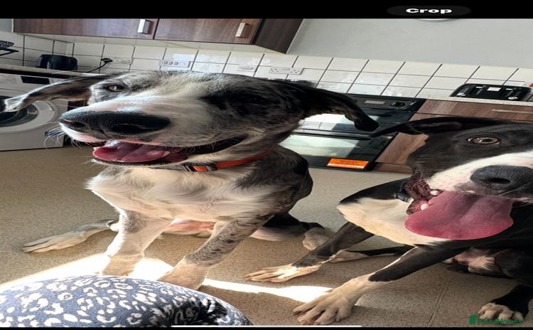 Lurcher dogs - Advert 2