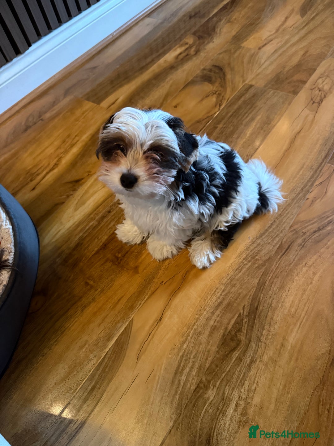 Biewer Terrier dogs for sale: One beautiful boy for sale  - Advert 4