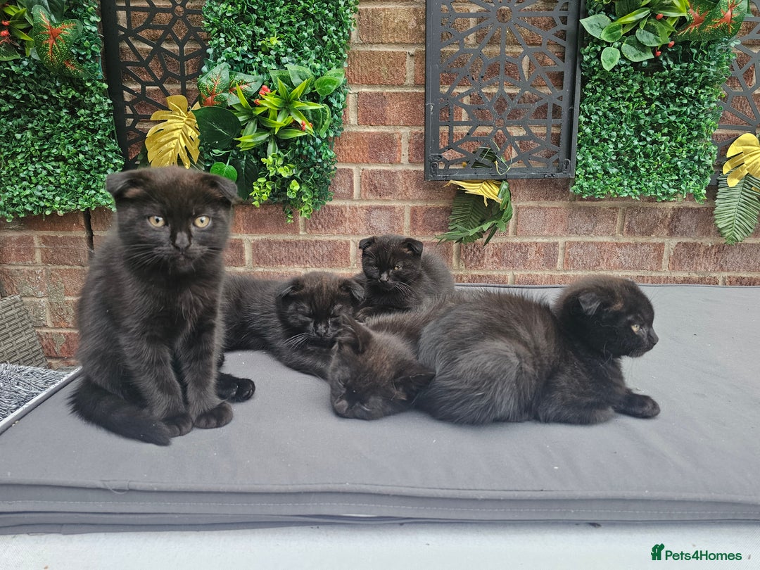 Mixed Breed cats for sale: Scottish Fold Kittens!Rare 🍫chocolate colour🐱 - Image 7