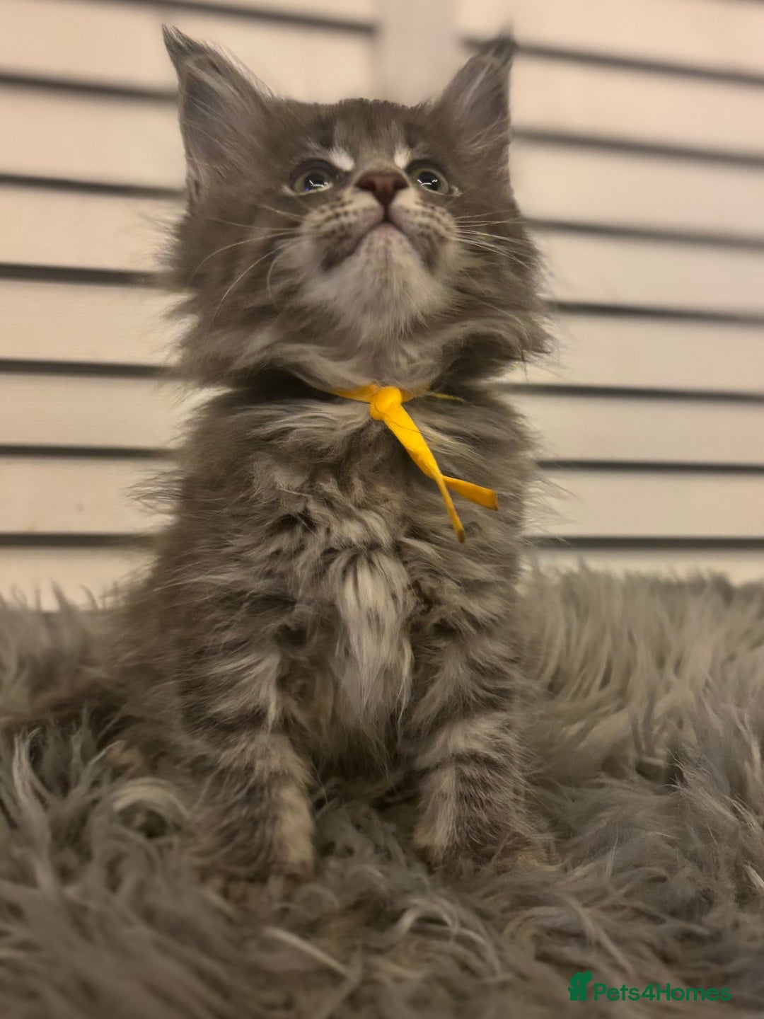 Maine Coon cats for sale: GCCF-Registered Maine Coon Kittens - Advert 18