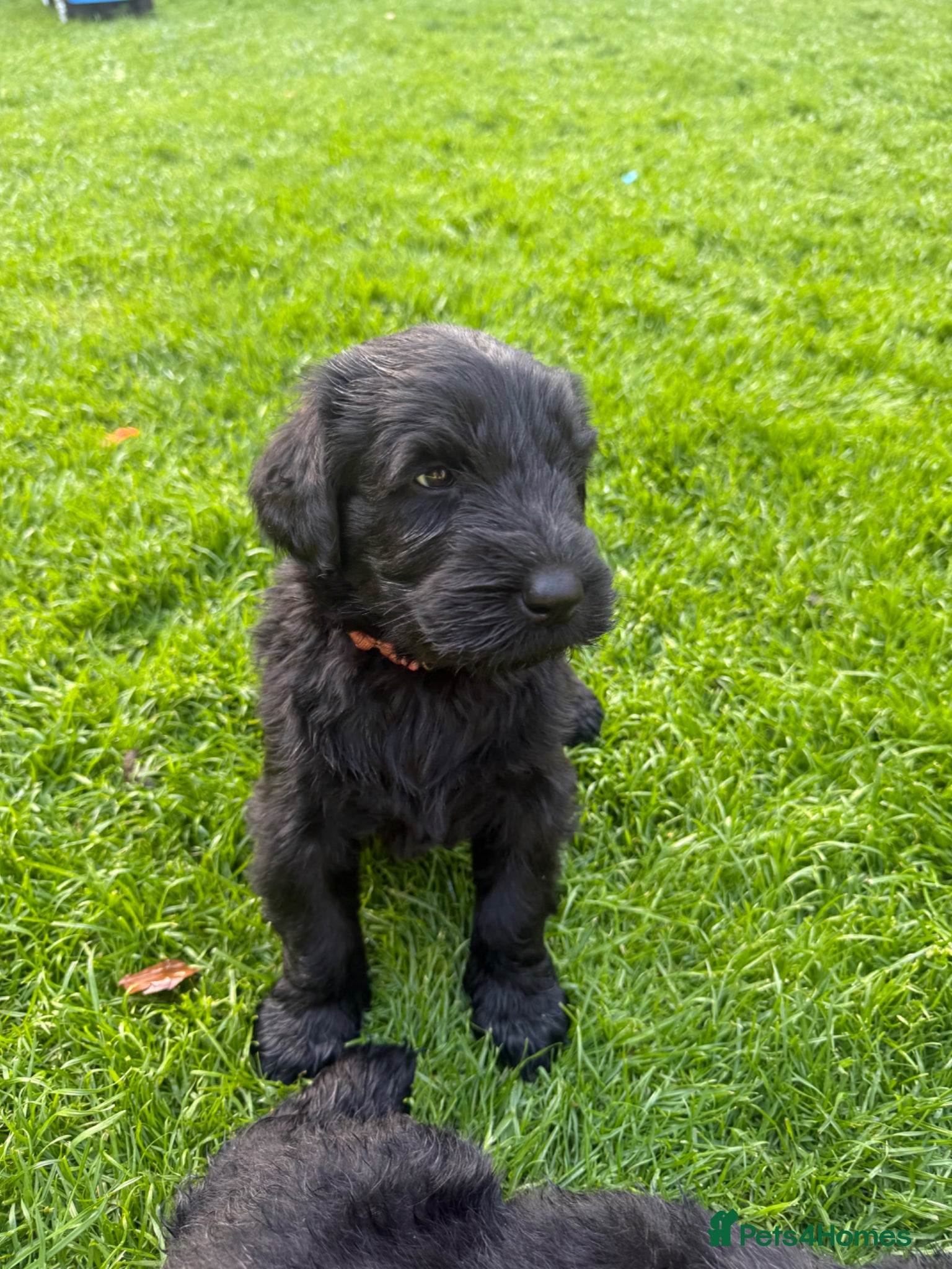 Giant Schnauzer dogs KC Registered Giant Schnauzer Puppies - Advert 9