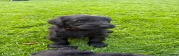 Giant Schnauzer dogs for sale: KC Registered Giant Schnauzer Puppies - Advert 1