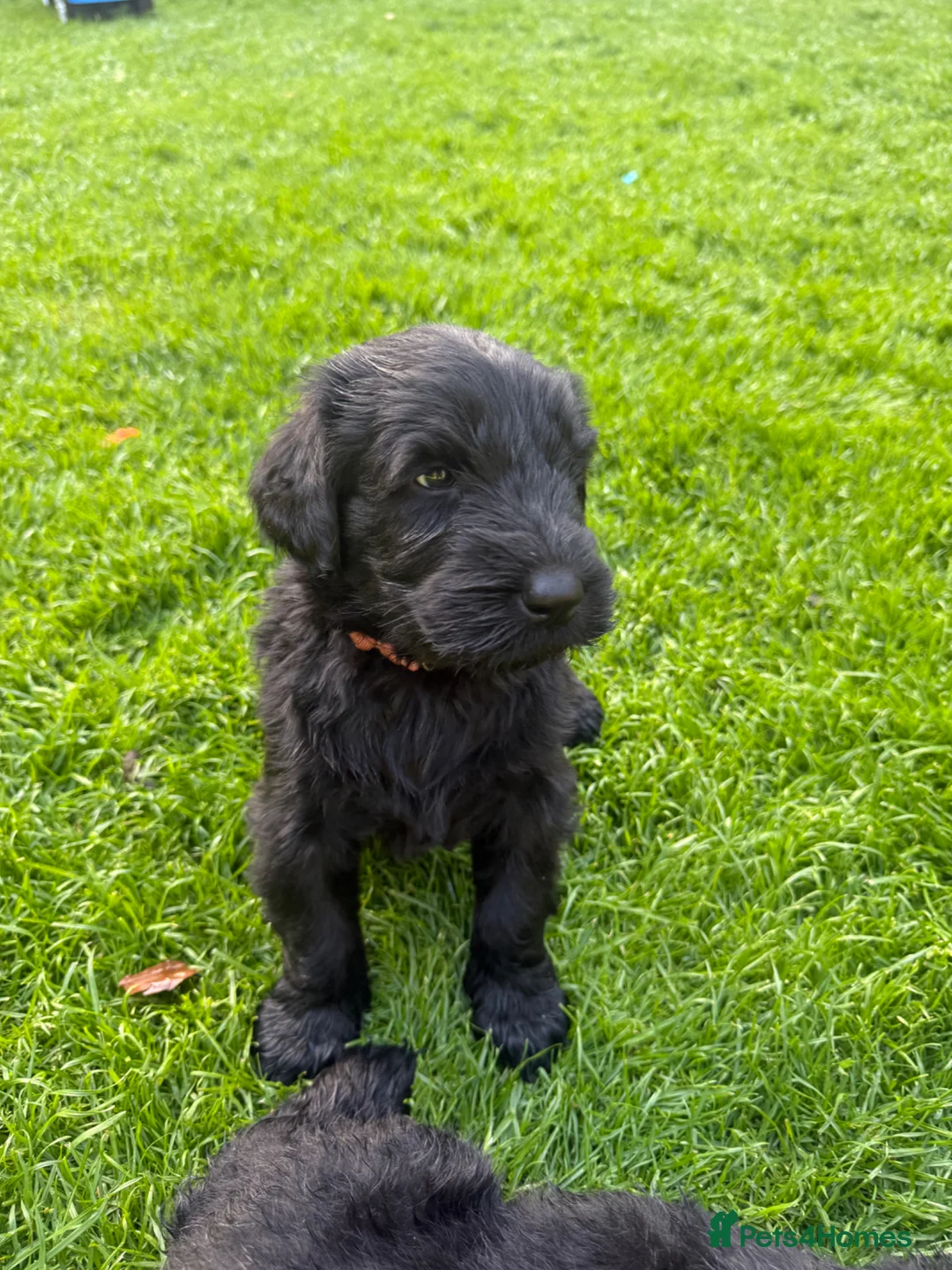Giant Schnauzer dogs for sale: KC Registered Giant Schnauzer Puppies - Advert 1