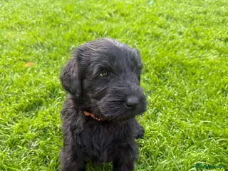 Giant Schnauzer dogs KC Registered Giant Schnauzer Puppies - Advert 9