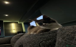 Maine Coon cats for sale: Beautiful Maine Coon Girl - Image 4