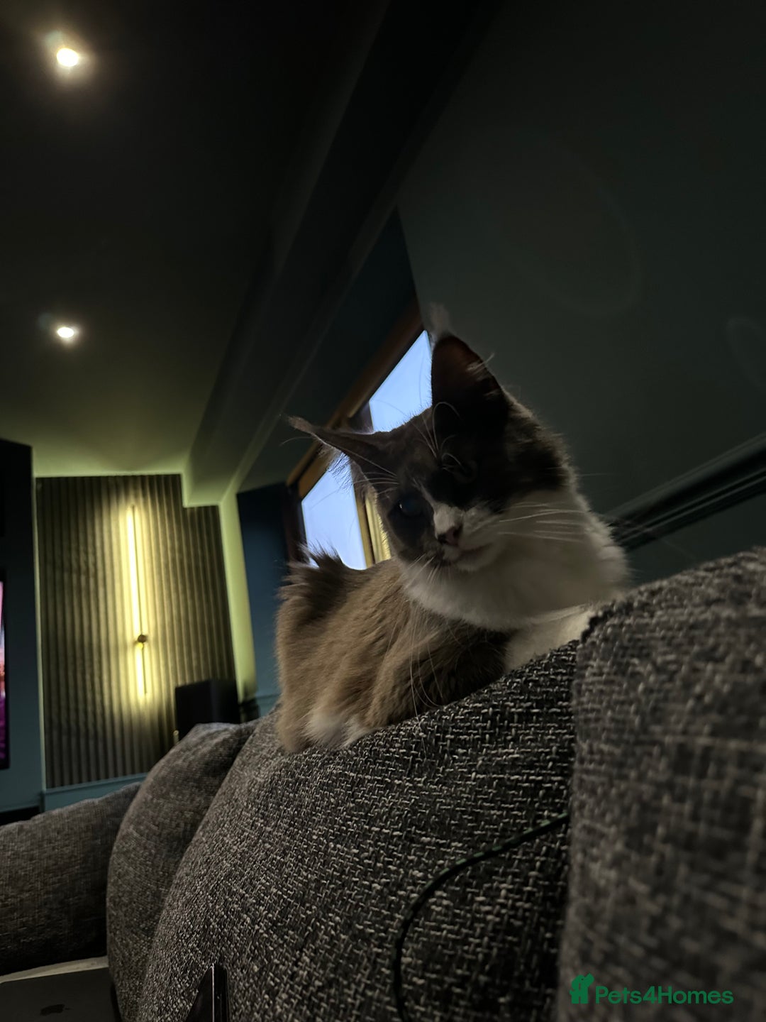 Maine Coon cats for sale: Beautiful Maine Coon Girl - Image 4