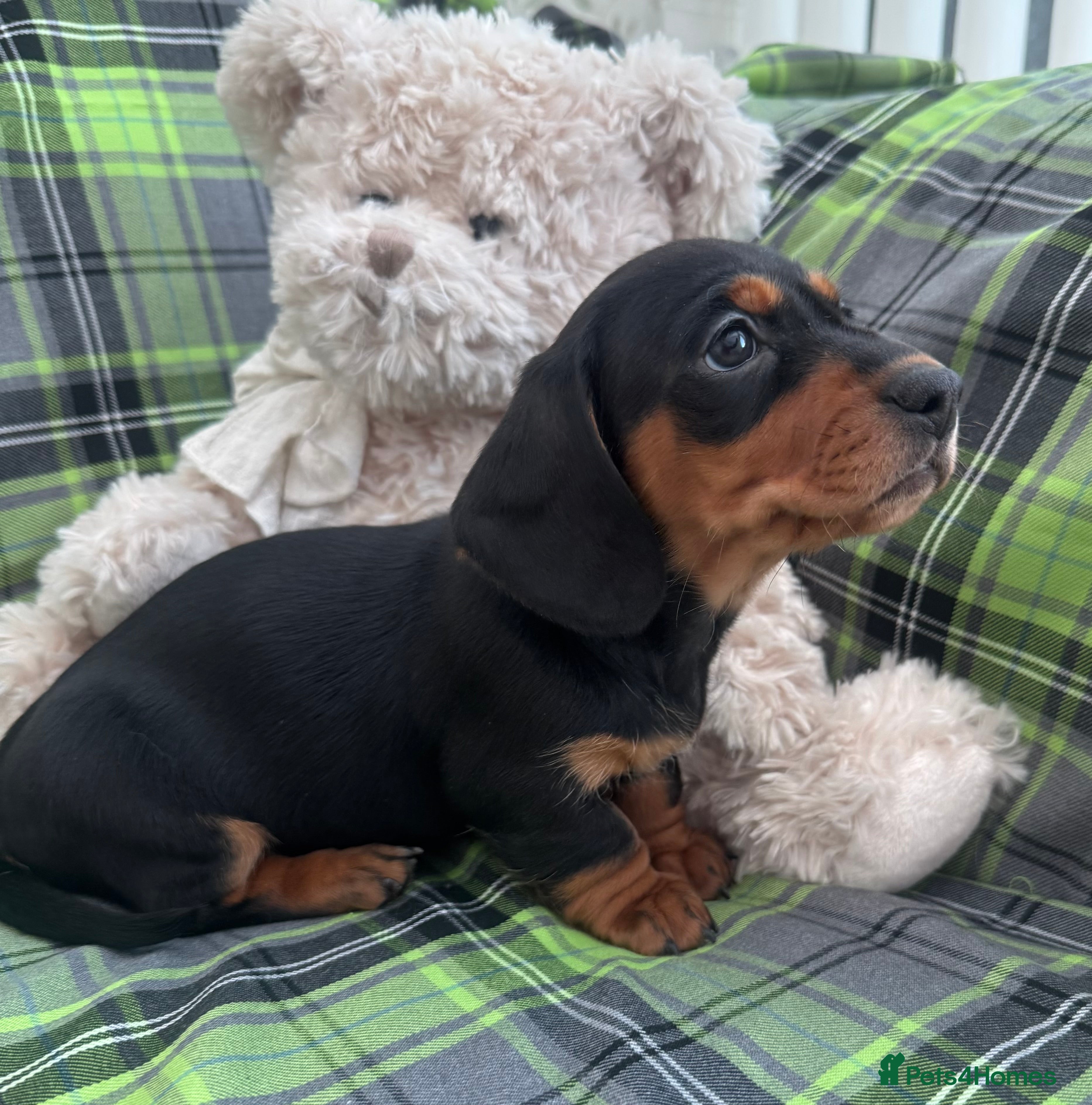 Miniature Dachshund dogs Stunning Black and Tan girls  - Advert 1