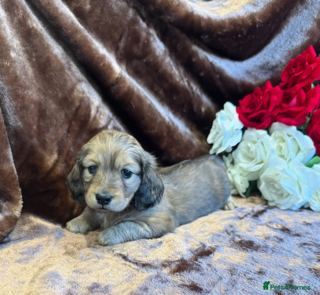 Miniature Dachshund dogs for sale: Beautiful Long Haired Miniature Dachshund Pups 🐶  - Advert 2