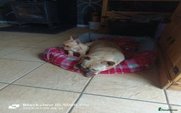 French Bulldog dogs for sale: Gorgeous Maskless Fawn French Bulldog Puppy - Image 2