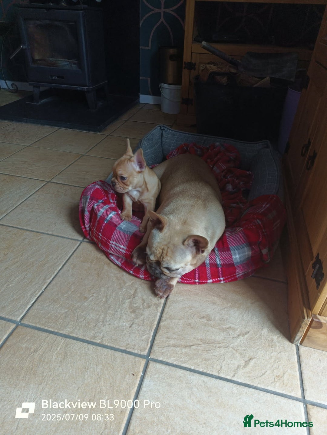 French Bulldog dogs for sale: Gorgeous Maskless Fawn French Bulldog Puppy - Image 2