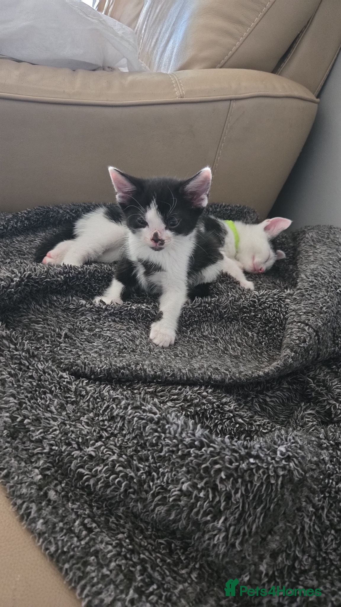 Mixed Breed cats 4xKittens🐈‍⬛️🐈 - Advert 13
