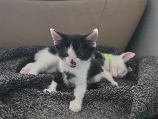 Mixed Breed cats 4xKittens🐈⬛️🐈 - Advert 13