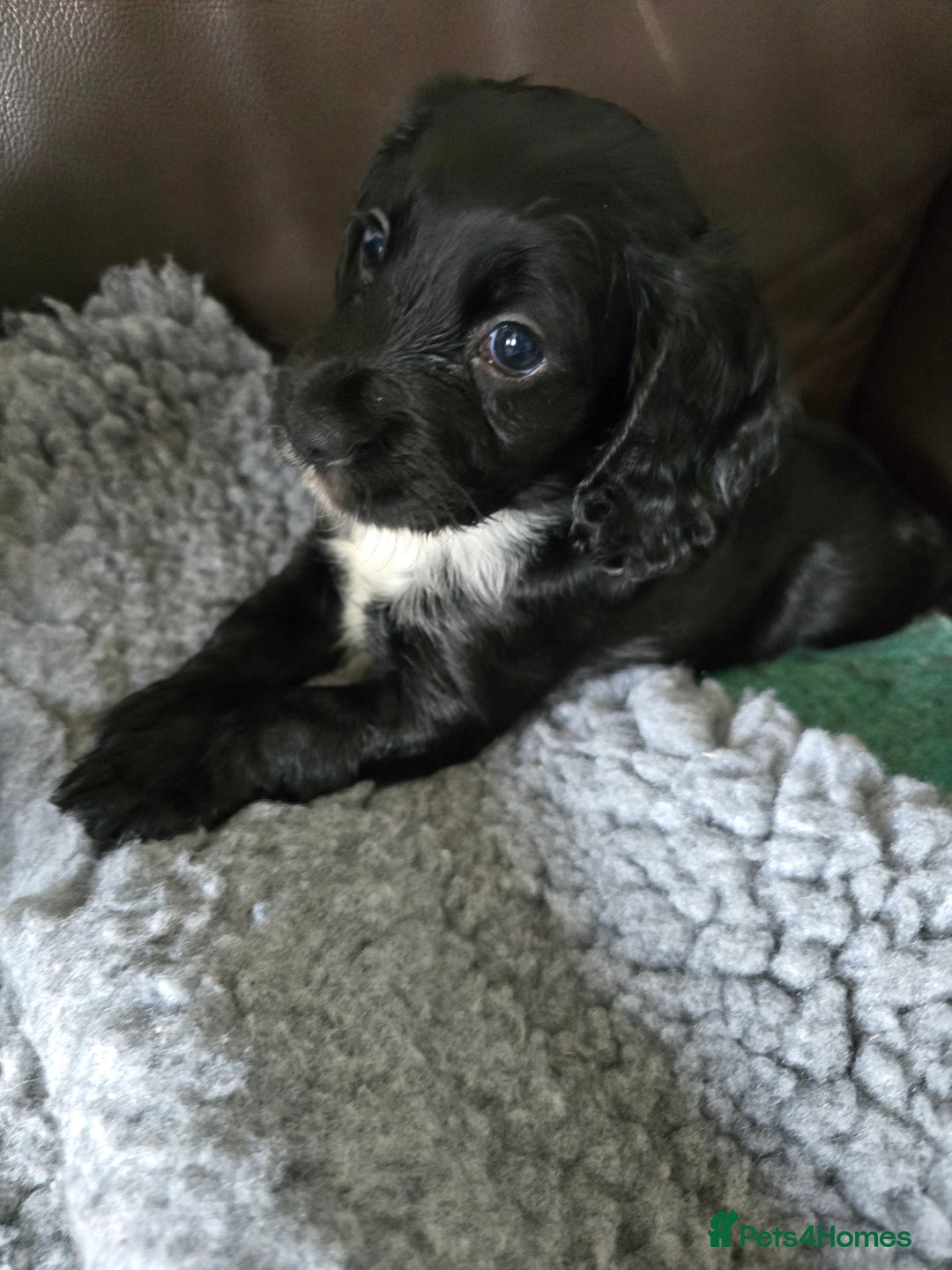 Cocker Spaniel dogs for sale: Working Cocker Spaniel puppies - Advert 2