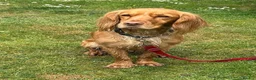 Cocker Spaniel dogs for sale: Working cocker spaniel puppies - Advert 1