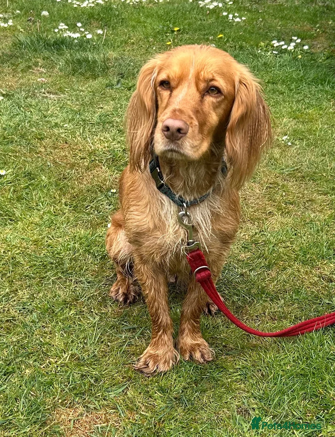 Cocker Spaniel dogs for sale: Working cocker spaniel puppies - Advert 1
