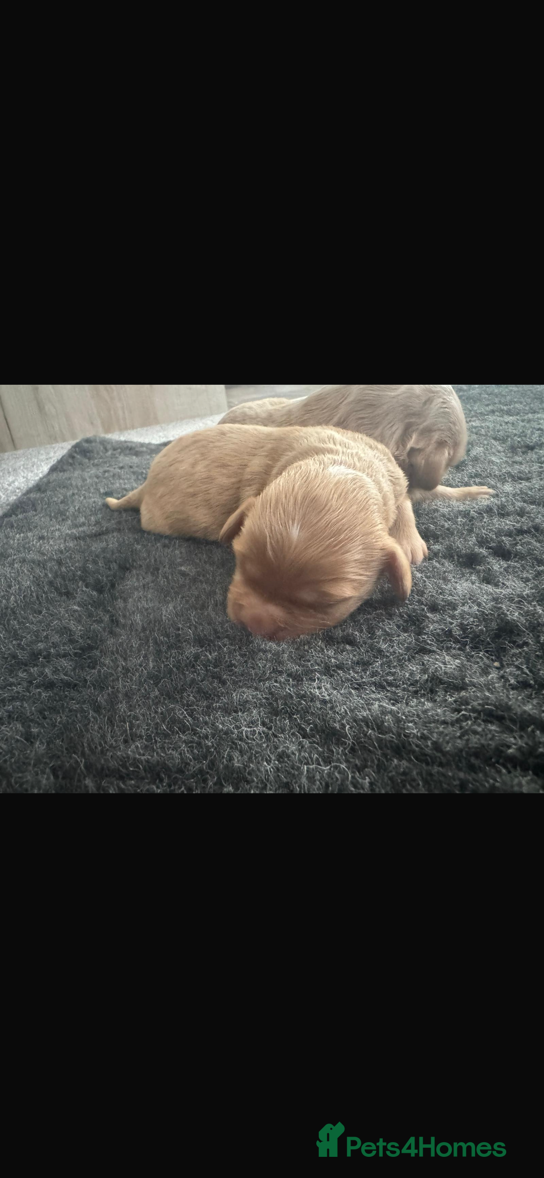 Cavapoo dogs for sale: F1 cavapoo puppys - Image 4