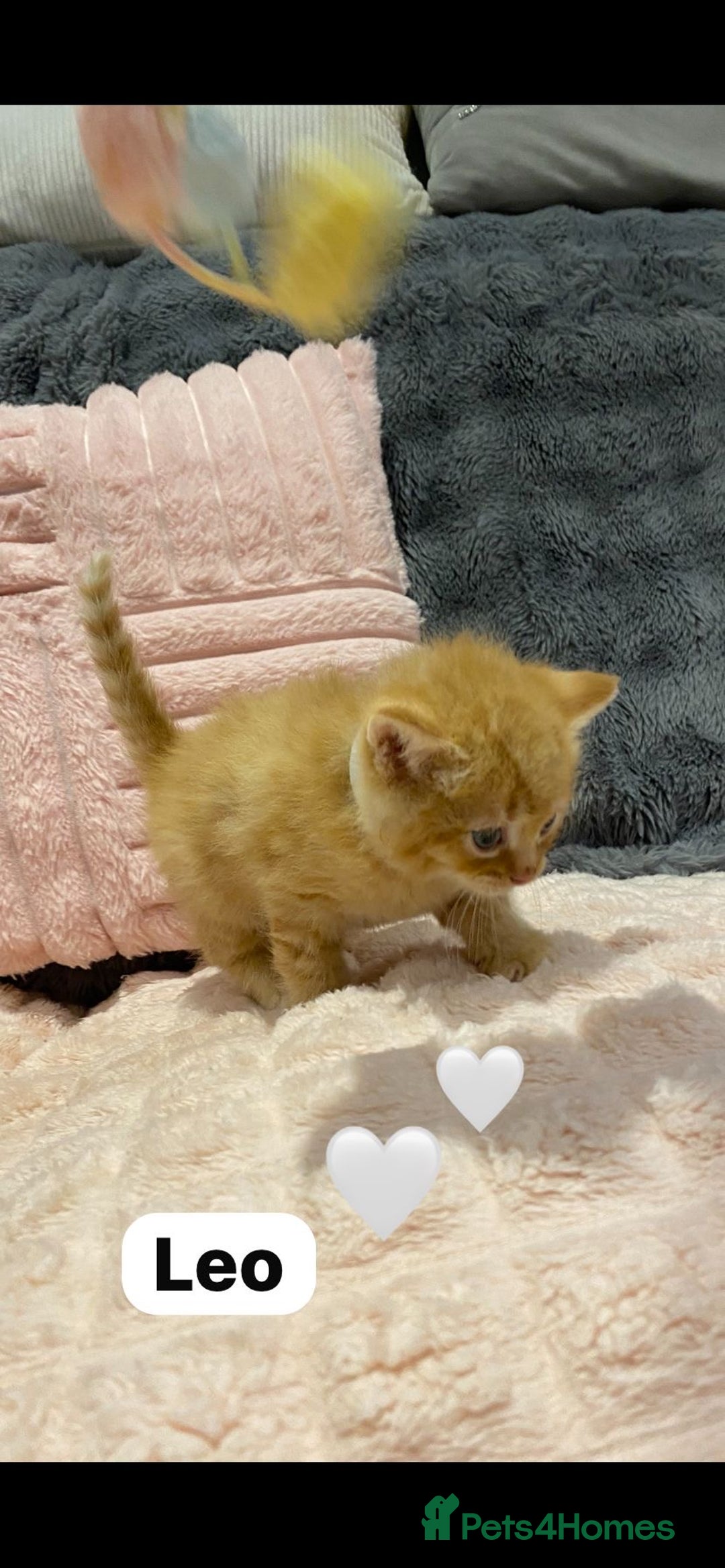 Mixed Breed cats for sale: 🐾 8 Beautiful kittens….🩵🩷 - Advert 19