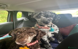 Miniature Poodle dogs for stud: Miniature Merle Poodle STUD  - Image 2