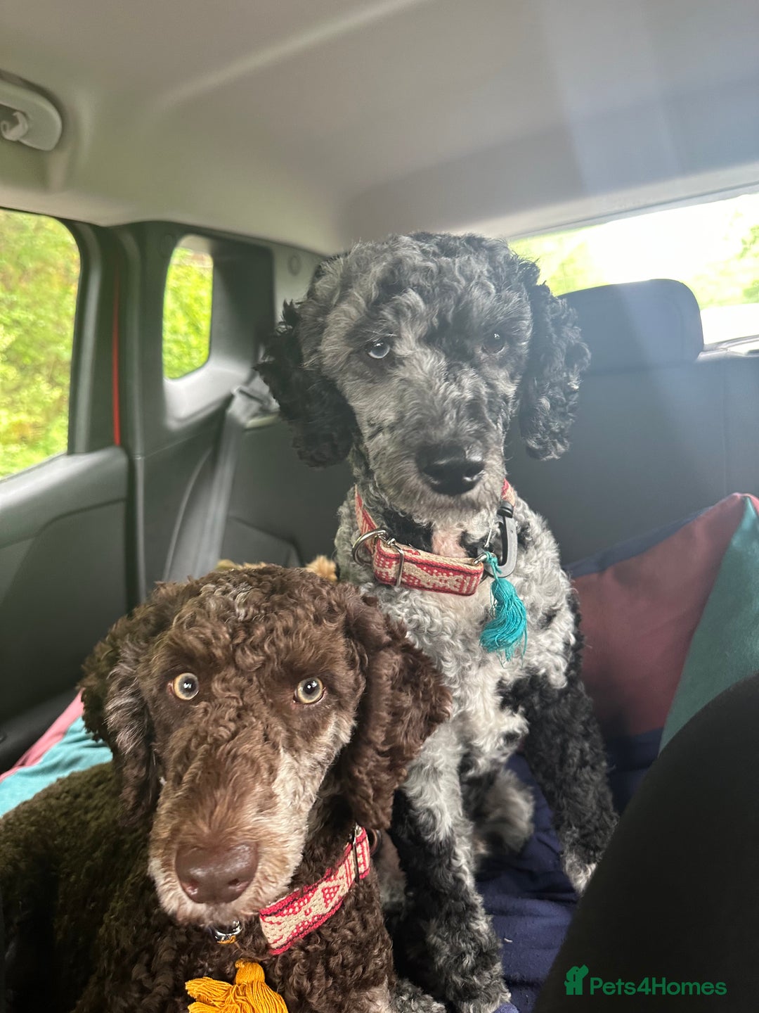 Miniature Poodle dogs for stud: Miniature Merle Poodle STUD  - Image 2