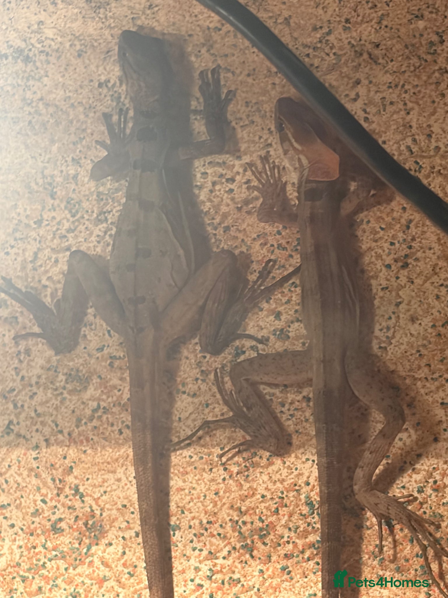 Mixed Breed reptiles REPTILES for sale  - Advert 1