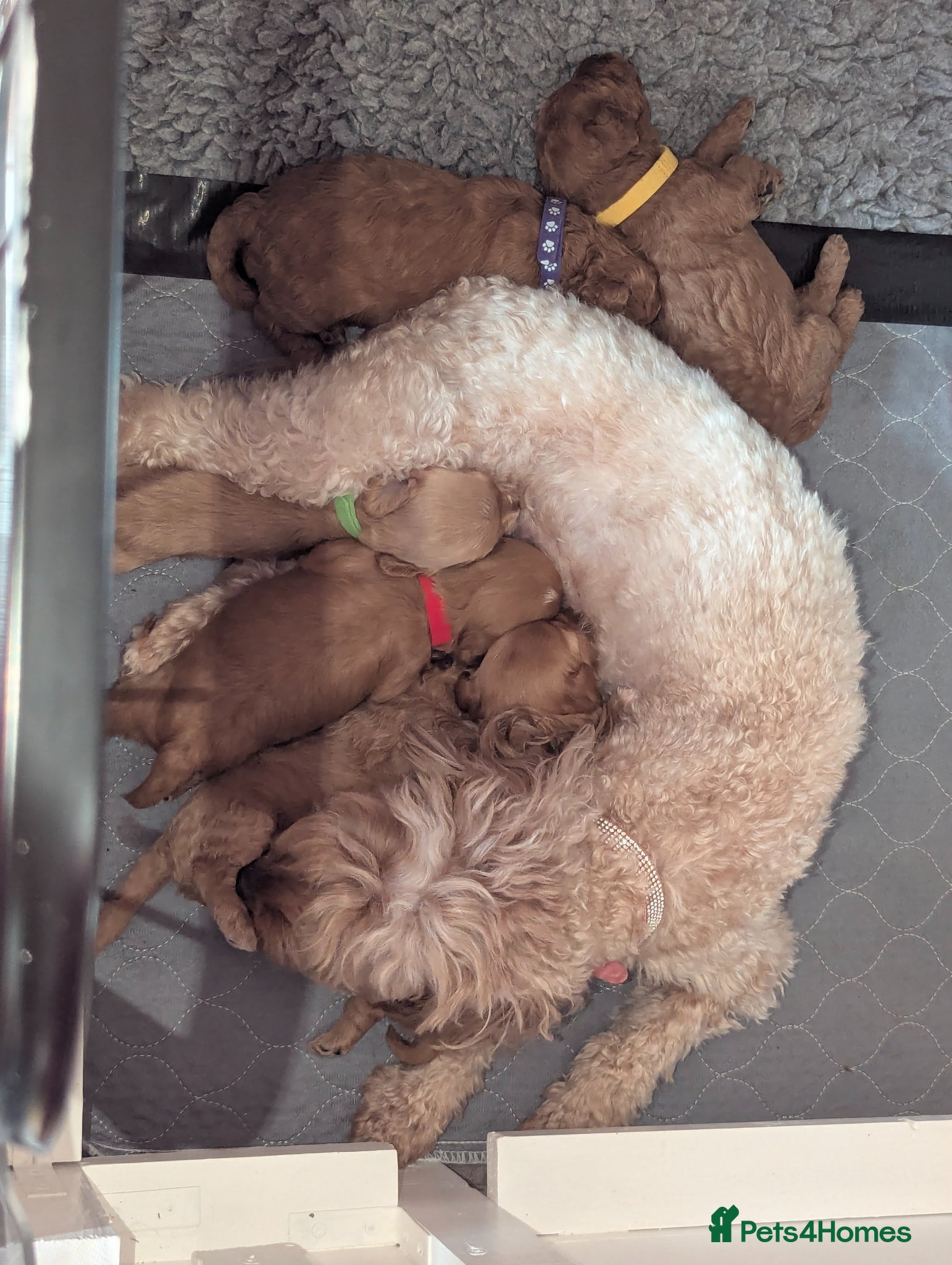 Cavapoo dogs Beautiful Cavapoo Puppies – Ready Soon 🐾 4💙 2🩷 - Advert 1