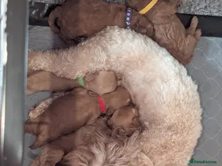 Cavapoo dogs Beautiful Cavapoo Puppies – Ready Soon 🐾 4💙 2🩷 - Advert 18