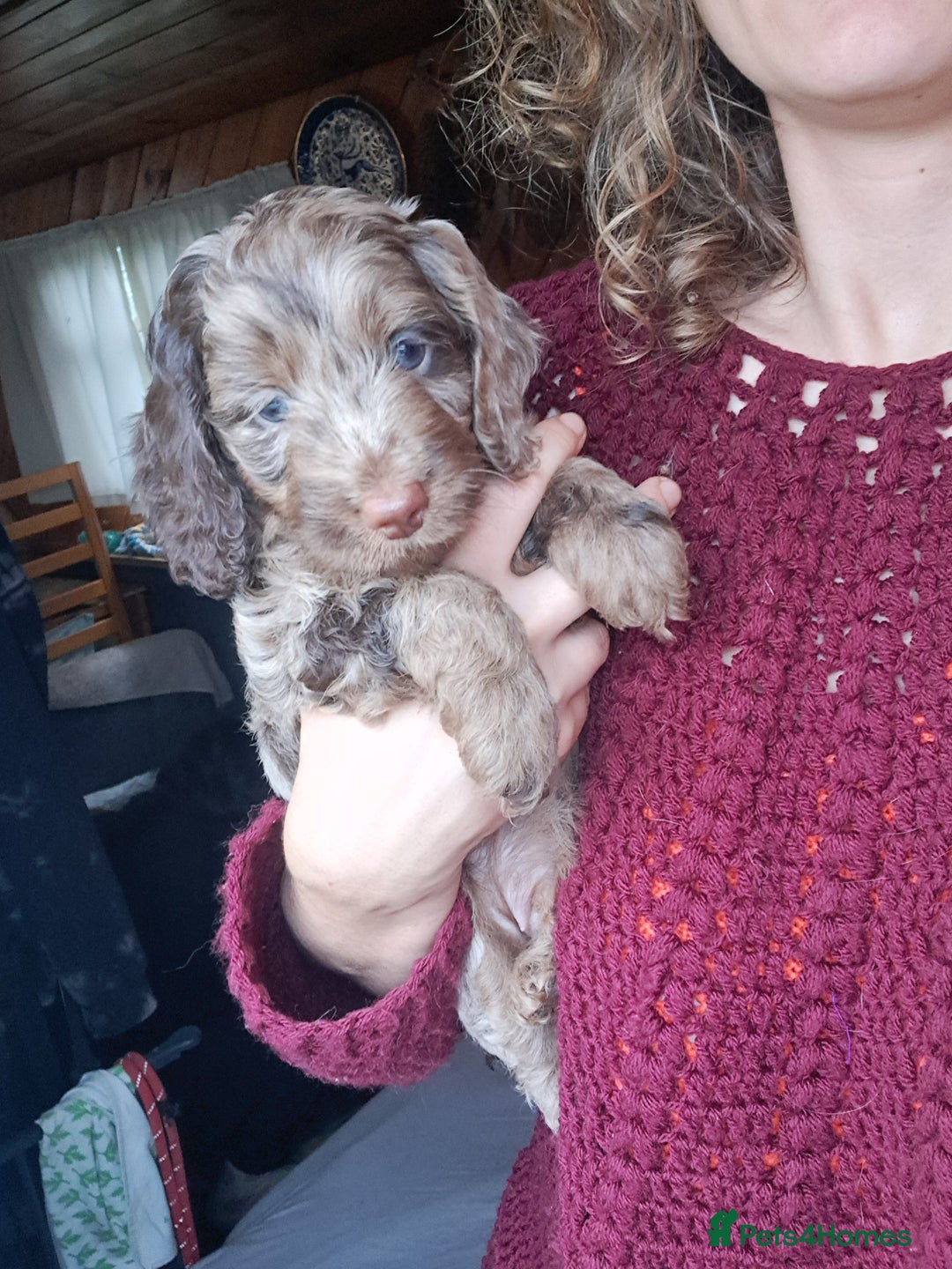 Cockapoo dogs for sale: Toy F1 Cockerpoo last chocolate boy  - Advert 30