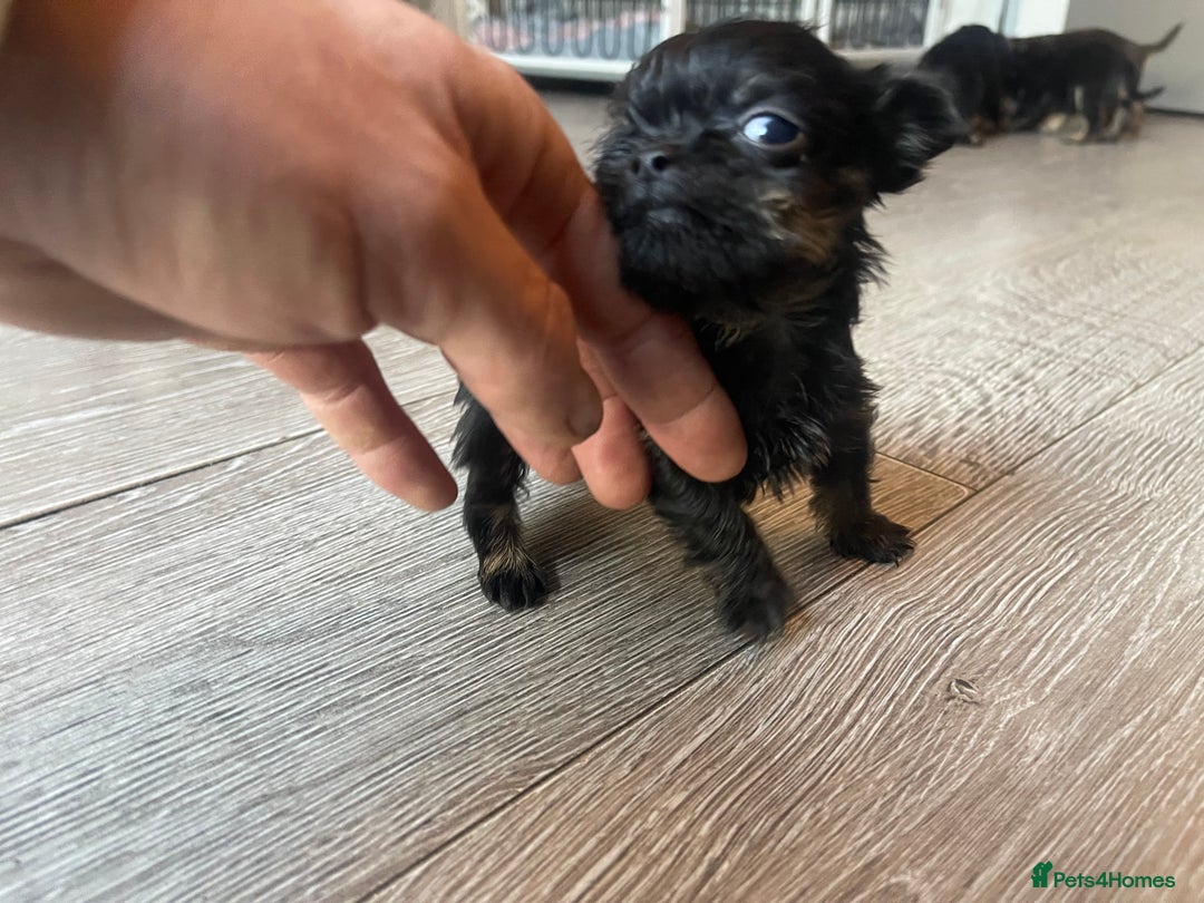 Mixed Breed dogs for sale: Jackapoo/French bulldog  - Advert 21