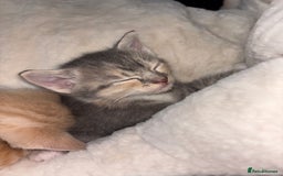 Scottish Fold cats for sale: Scottish Straight Kitten  - Image 7